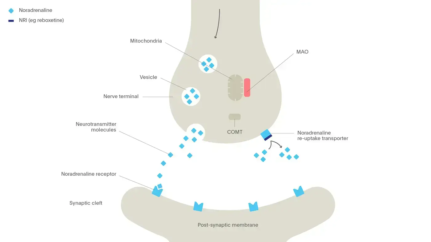 The mechanism of action of specific noradrenaline re-uptake inhibitors