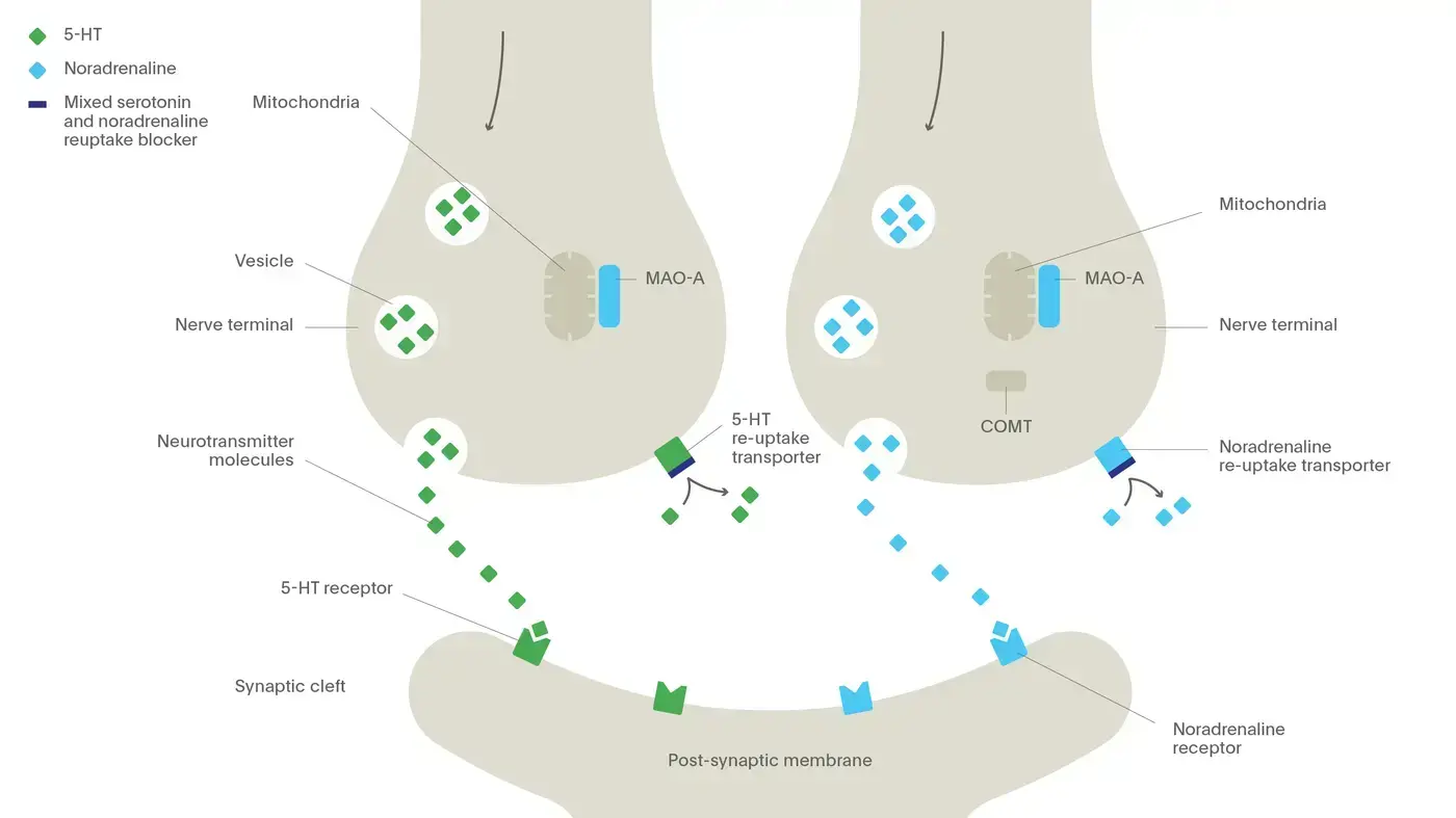The mechanism of action of selective serotonin and noradrenaline re-uptake inhibitors (SNRIs)