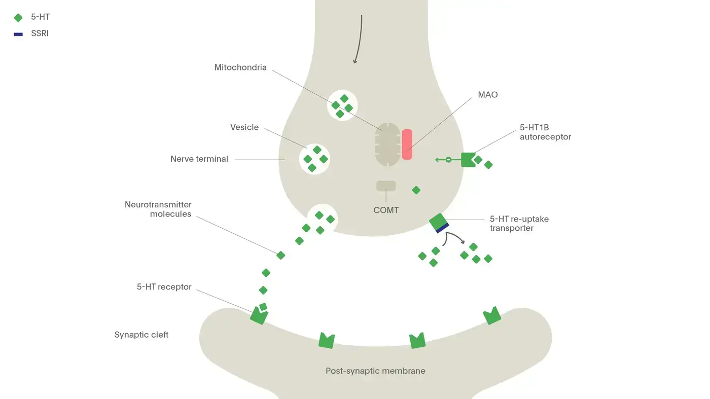 The mechanism of action of selective serotonin re-uptake inhibitors (SSRIs)