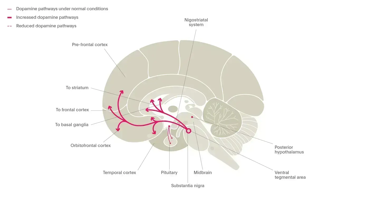 The dopamine pathways in mania
