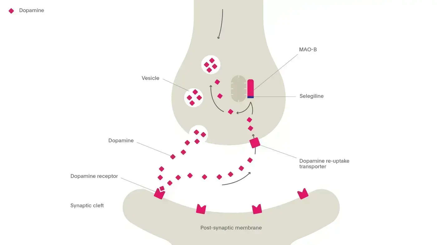 The mechanism of action of monoamine oxidase B inhibitors