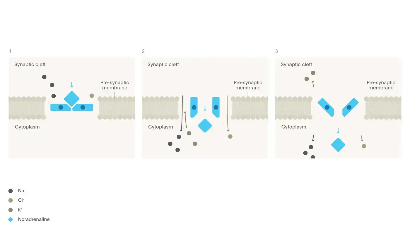 Mechanism of action of noradrenaline transporter