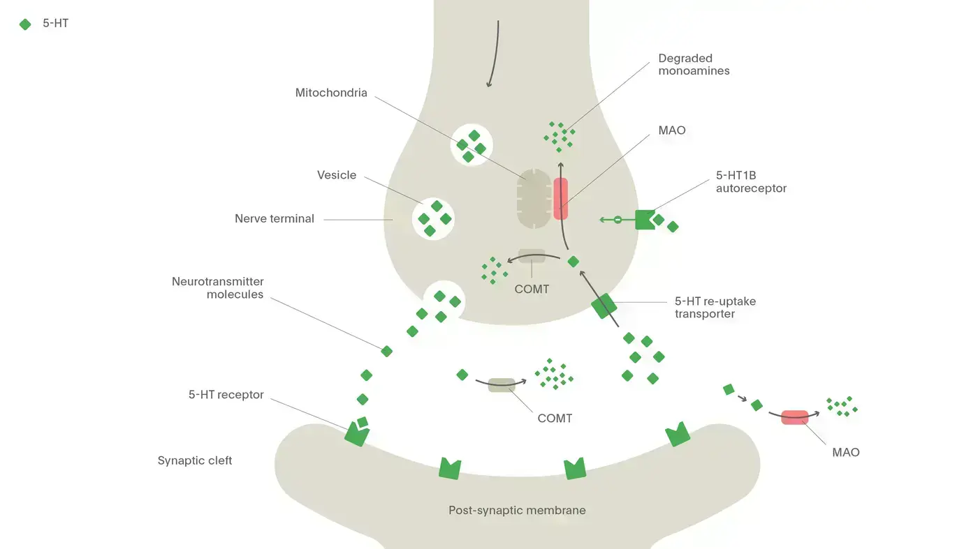 The normal process of 5-HT synaptic activity
