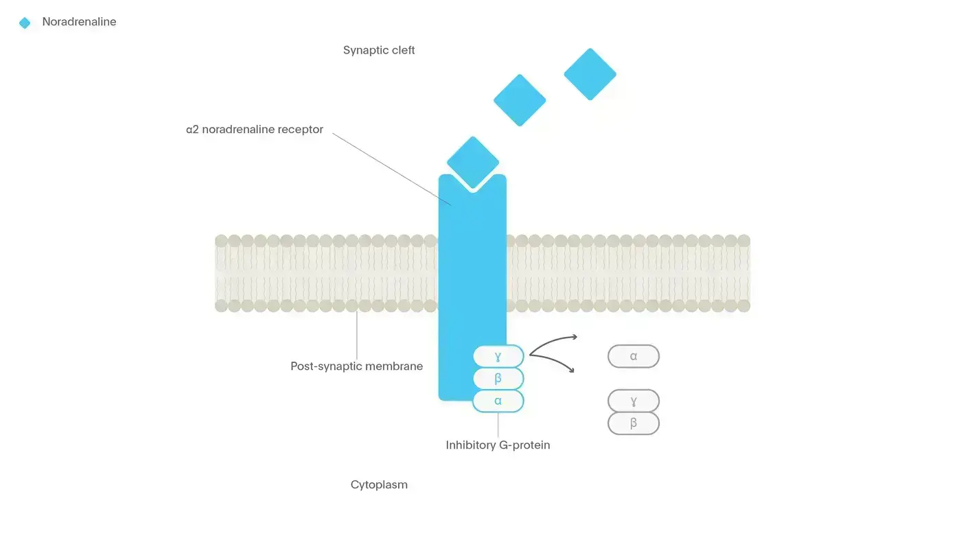 Noradrenaline a2 adrenergic receptor